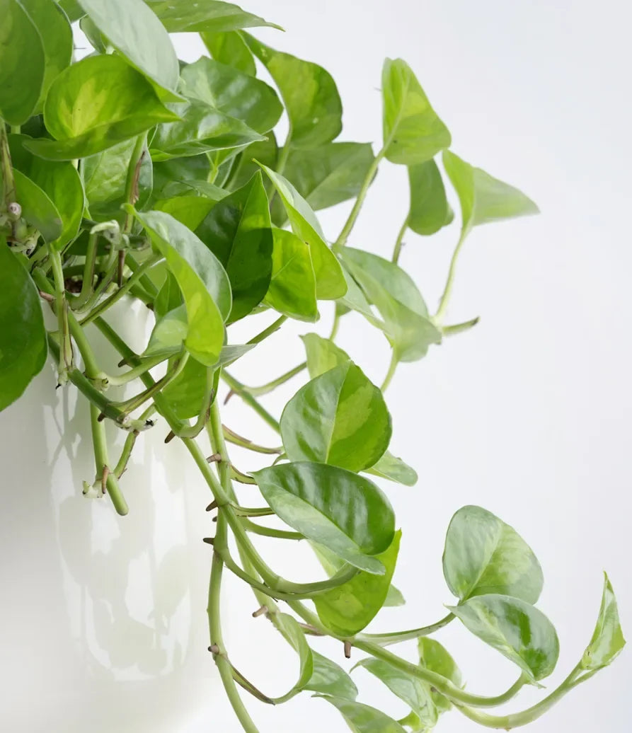 Global Green Pothos Starter Plant | 2" Pot | Variegated Indoor Vine | Epipremnum Aureum | Easy Care Houseplant