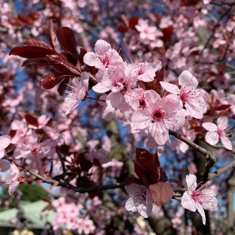 Unrooted Cuttings - 3 Pack - Prunus cerasifera 'Cherry Plum Black' - Purple Leaves - Deciduous Fruit Tree - USDA Zones 4-9