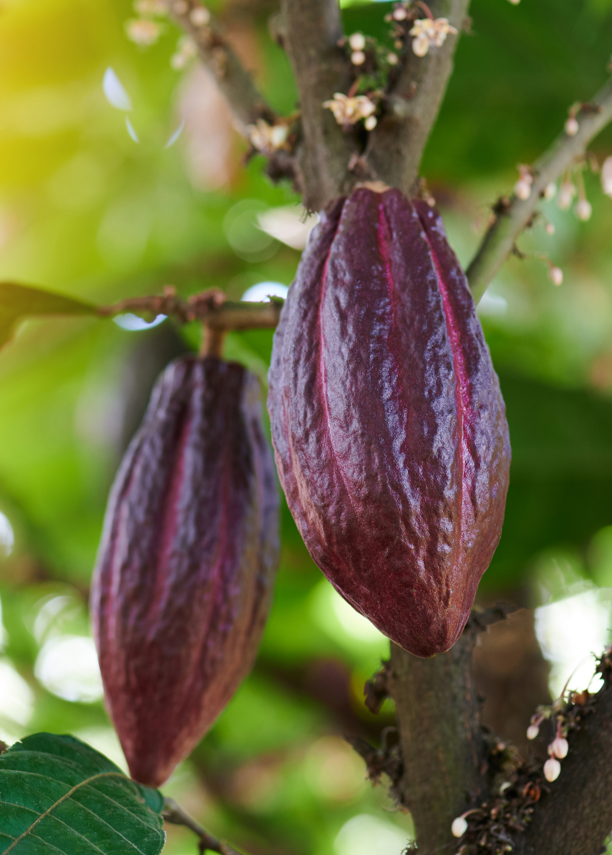 Cacao, Red (Theobroma cacao)