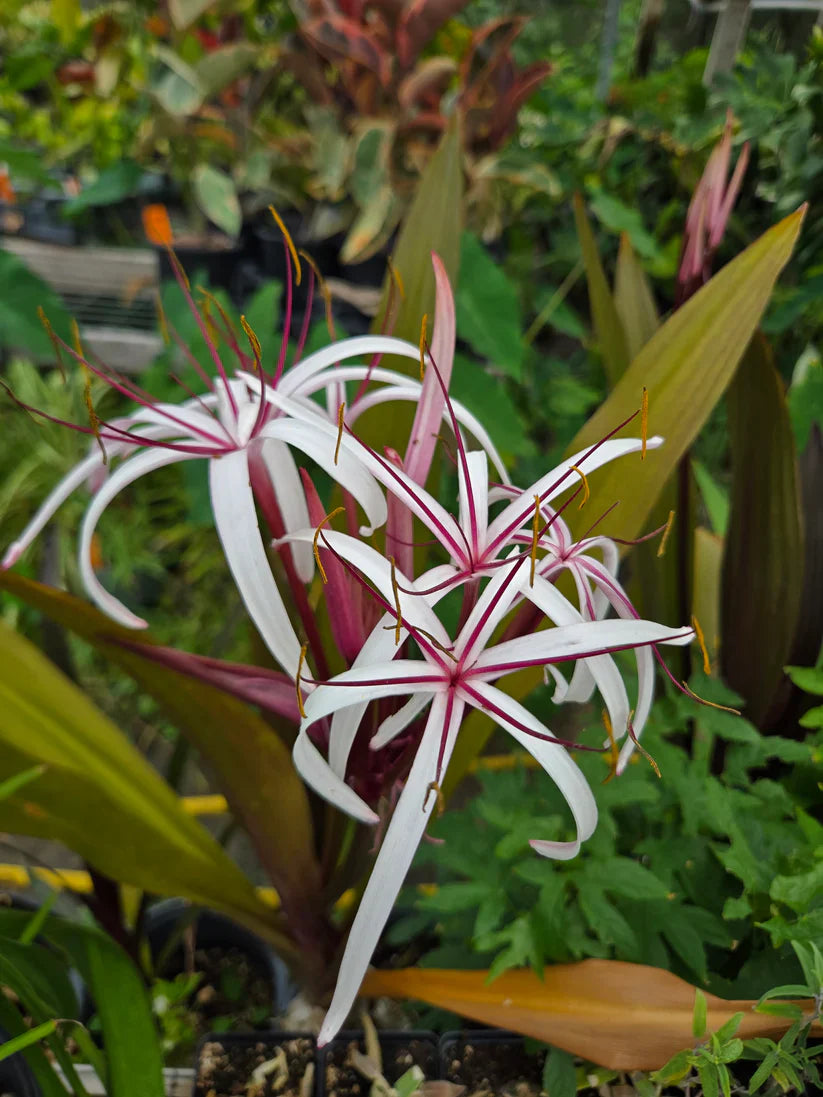 2 Queen Emma Purple Crinum Lily (Crinum augustum) | 6β8" Bare Root Bulbs | Tropical Perennial | Fragrant Purple Foliage Lily