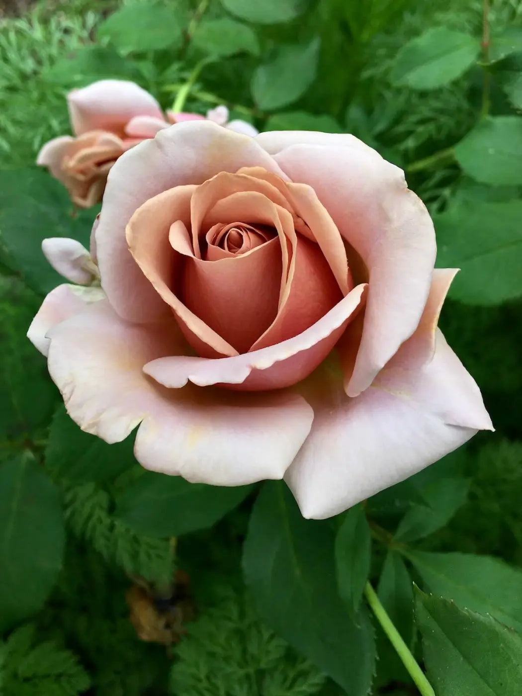 Koko Loko Rose Bush | Live Bare Root Starter Plant | Unique Cocoa-Lavender Floribunda Rose | Fragrant & Repeat Blooming