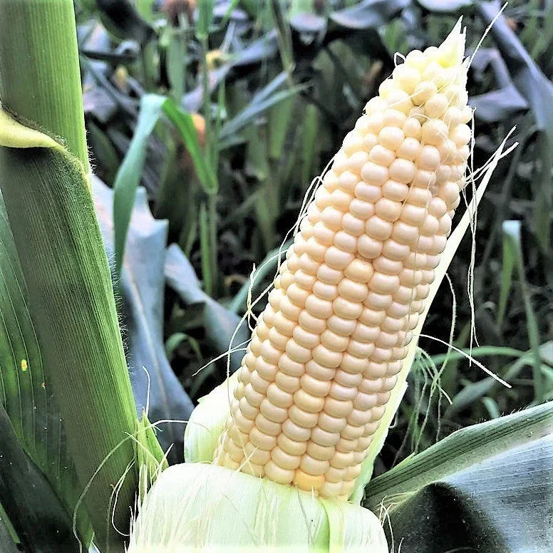 Stowell's Evergreen Sweet Corn Seeds - Heirloom Variety for Fresh Eating - Zea mays - 2025 Planting - 100 Seeds Packet