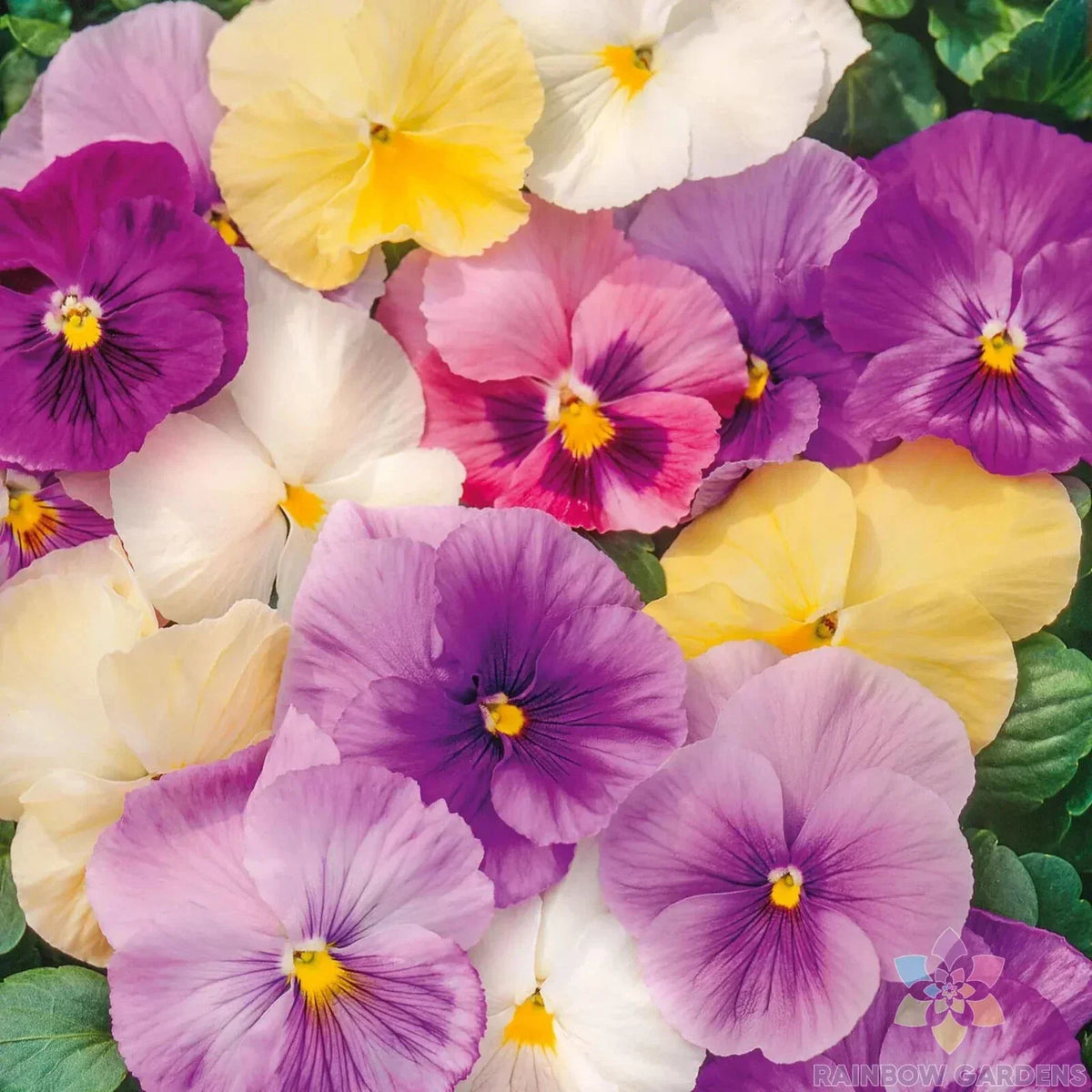 200+ Pastel Mix Pansy Seeds for Garden Planting - Viola Tricolor - Non-GMO Flower Seeds for Colorful Blooms