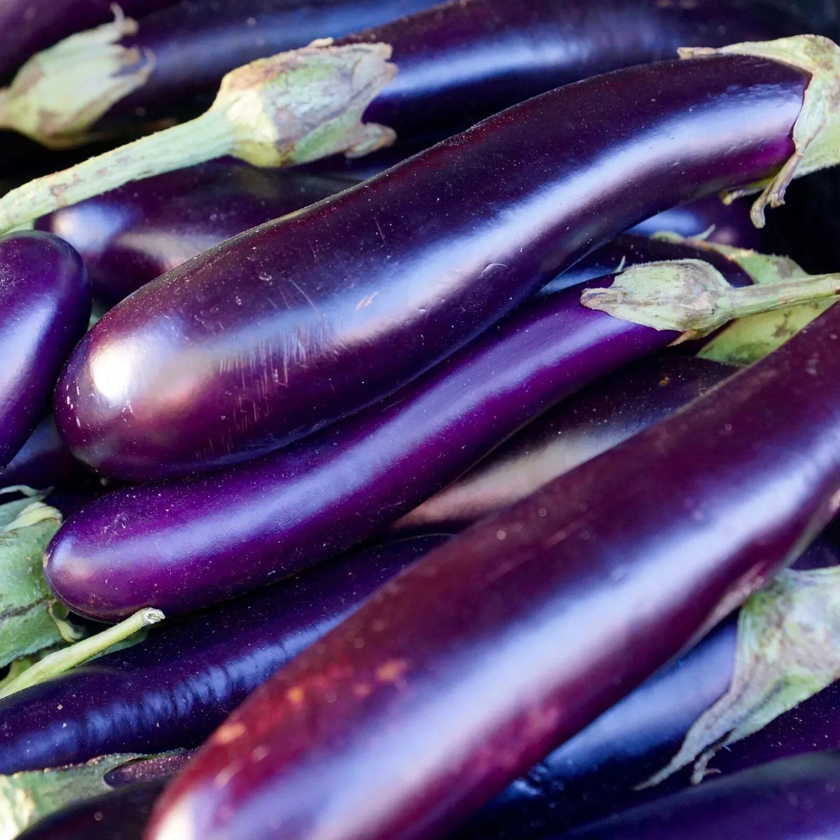Long Purple Eggplant Seeds - 100 Non-GMO Heirloom Seeds - Solanum melongena - Ideal for Home Gardens and Containers
