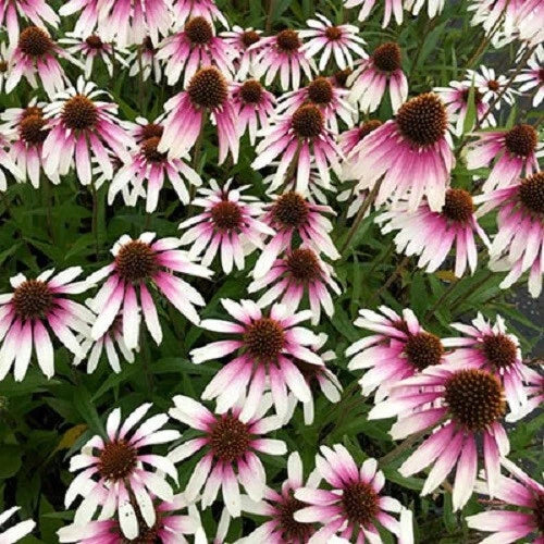 50 Coneflower Seeds - Echinacea Purpurea - Pretty Parasols Perennial Flower Seeds - USA Grown - Attracts Pollinators