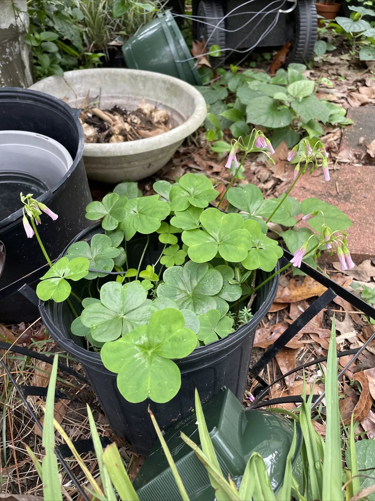 Pink Oxalis Wood Sorrel Bulbs - 15 Count - Easy Care Perennial - Oxalis triangularis - Attracts Butterflies, Deer Resistant