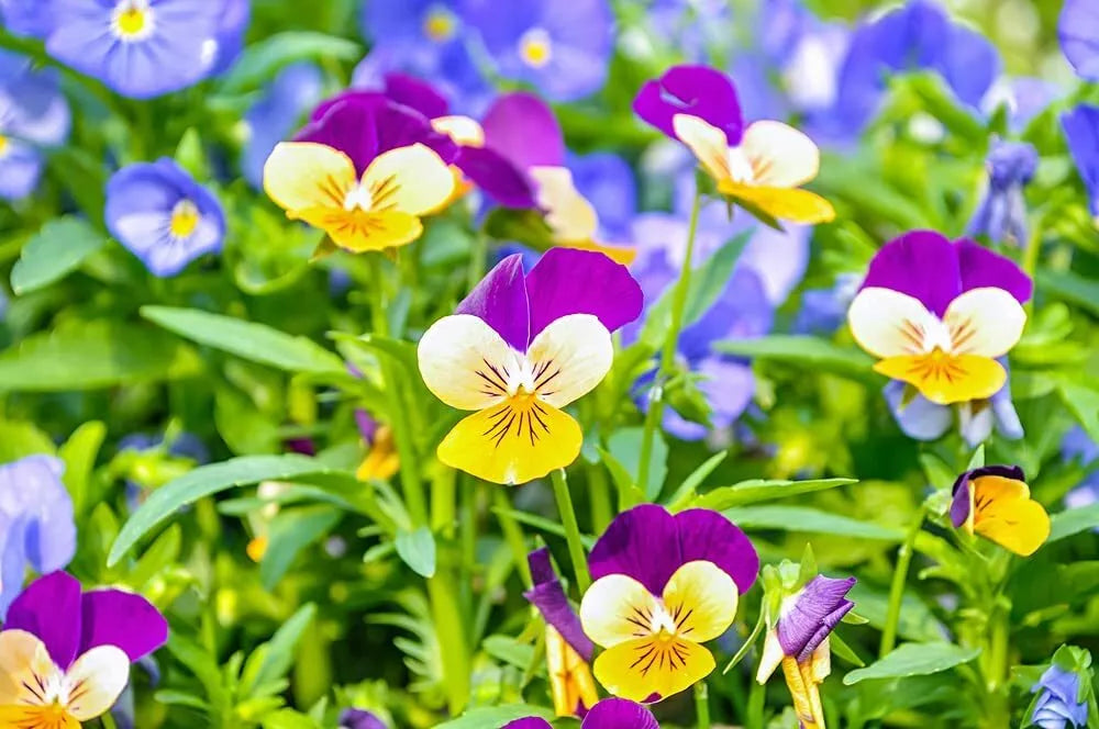 1,000 Johnny Jump Up Pansy Seeds - Multicolor Perennial Flowers - Viola tricolor - Easy to Grow Garden Plants