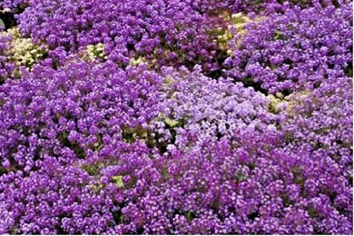 Royal Carpet Sweet Alyssum Seeds - 1001+ Drought Tolerant Groundcover - Lobularia maritima - Fragrant Flower for Baskets