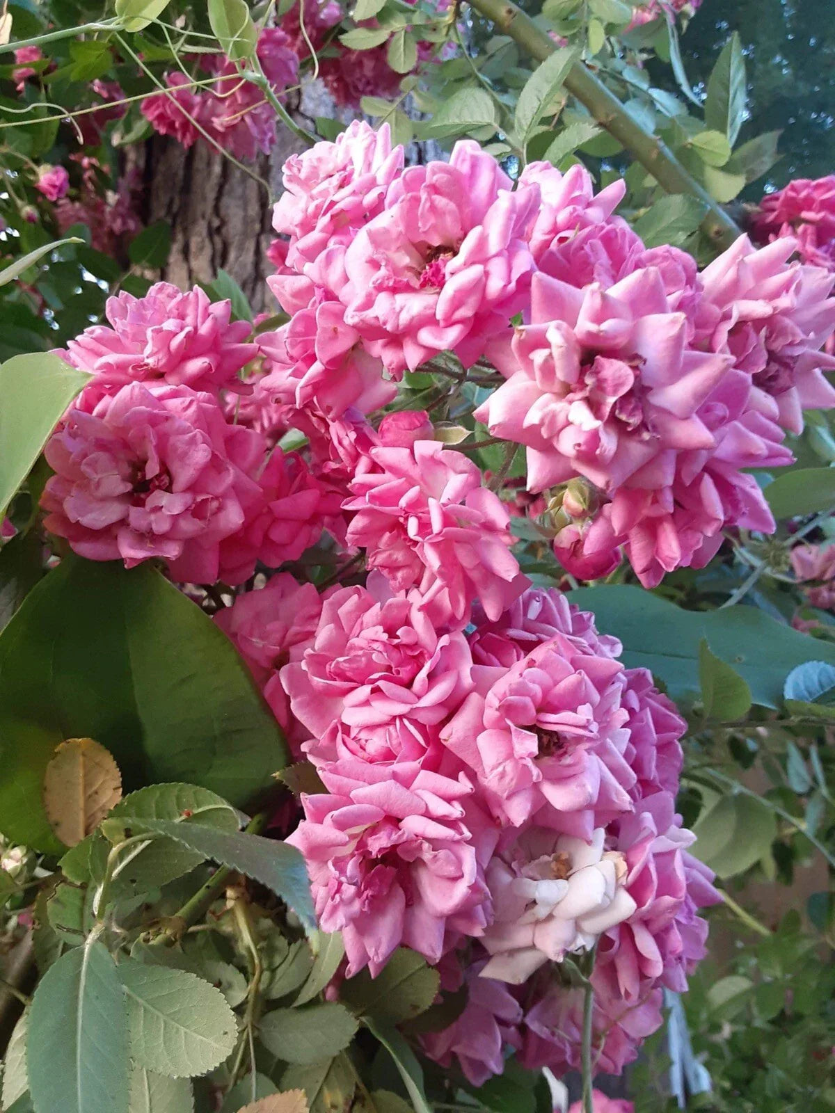 French Climbing Rose Cuttings (4) - 6-8" Pink Blooms, Rosa gallica, Victorian Garden Decor