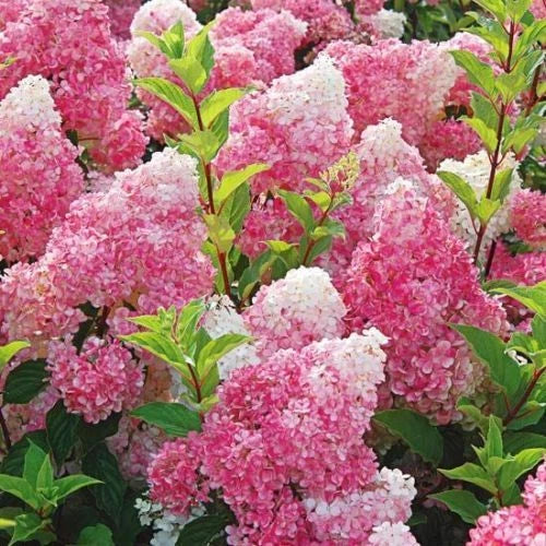 Dark Strawberry Hydrangea Seeds - 5 Perennial Hardy Flower Seeds - Hydrangea macrophylla - Deep Pink to Red Blooms