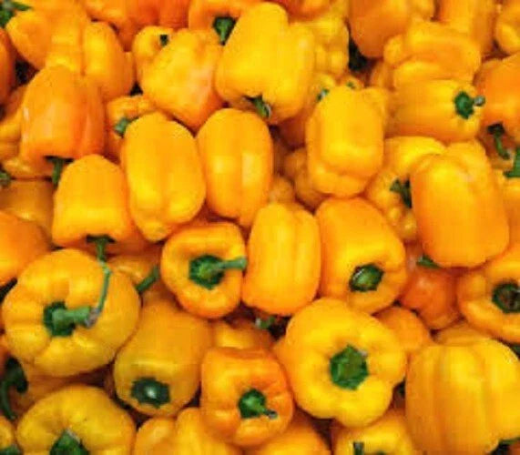 Golden California Wonder Pepper Seeds - Non-Spicy Variety - Capsicum annuum - 25 Seeds for Home Gardening