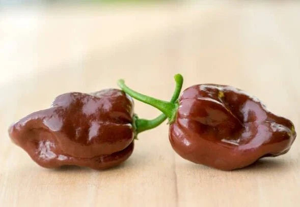 Chocolate Habanero Pepper Seeds - 25 Super-Hot Capsicum chinense - Non-GMO, Ideal for Spicy Culinary Dishes