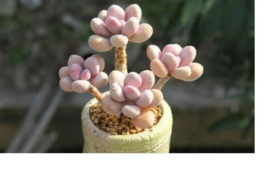 Mixed Succulent Seeds - 50 Rare Lithops Living Stones - Lithops spp. - Unique Indoor/Outdoor Cactus Collection