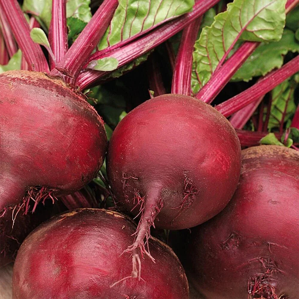 Ruby Queen Beet Seeds - 200+ Count - Dark Red Blood Turnip - Beta vulgaris - Non-GMO for Organic Gardening