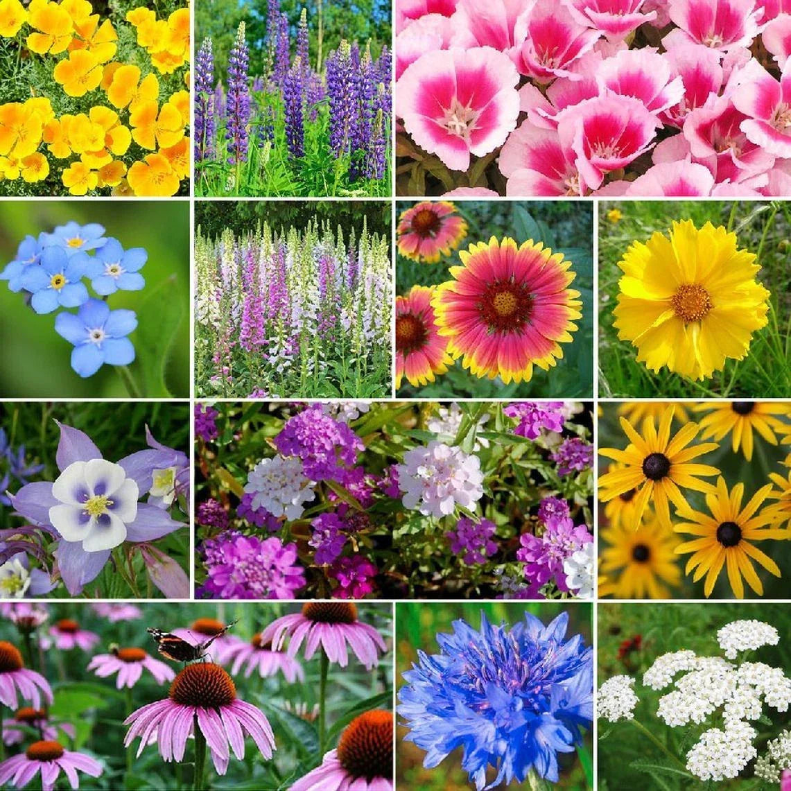 Deer Resistant Wildflower Seed Mix - 13 Species Variety - Non-GMO Native Plants for Garden - Various (13 species)