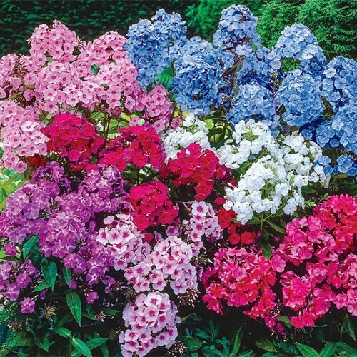 Tall Mix Phlox Seeds - 100+ Count - Vibrant Garden Flowers - Phlox paniculata - Attracts Butterflies - Free Shipping USA