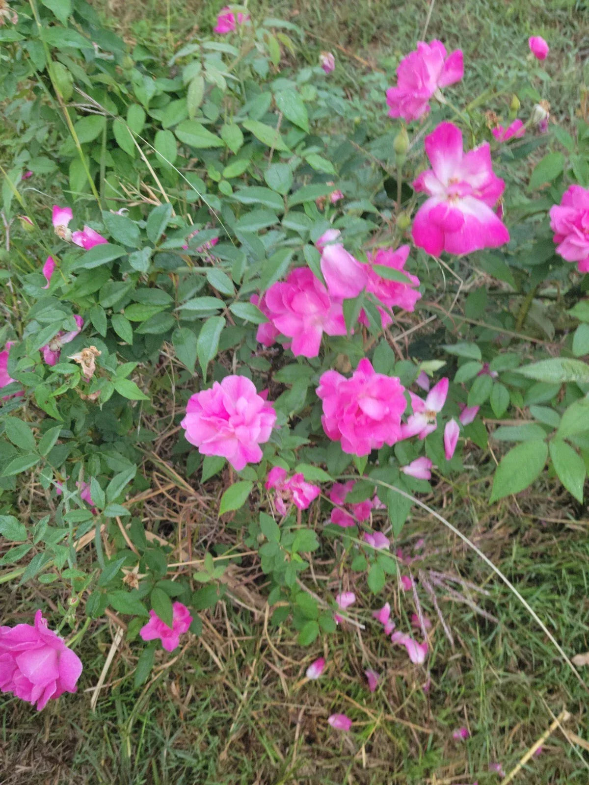 Pink Rose Cuttings 5 Fresh Unrooted Knockout Variety Rosa 'Radrazz' - Hardy, Abundant Blooms, Ideal for Gardens