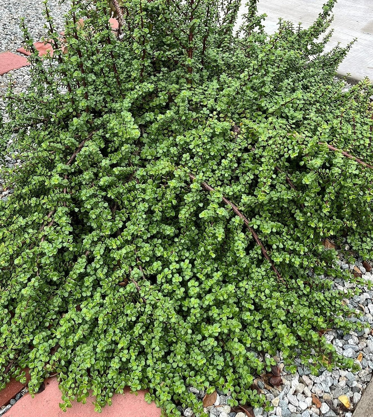 20 Cuttings Elephant Bush Succulent Red Stem Portulacaria afra for Indoor Gardening and Home Decor