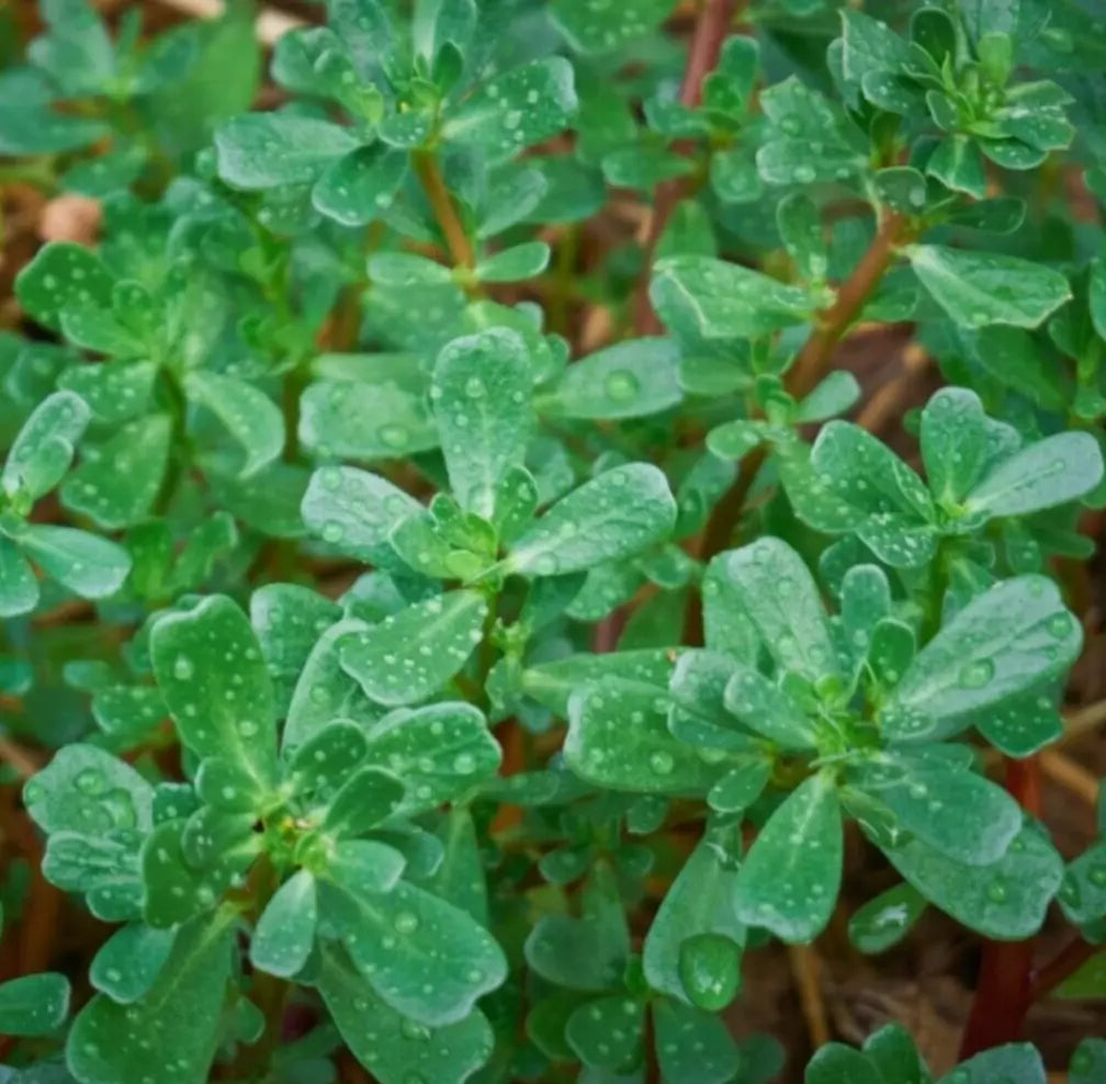 Green Purslane Seeds 1000+ Count, Edible Portulaca oleracea sativa, Compact Growth, Drought-Tolerant Garden Variety