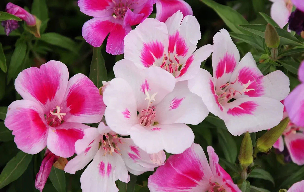 Farewell to Spring Seeds - Pink Wildflower Seeds - Clarkia Godetia - Easy to Grow, Attracts Pollinators - Seed Packet