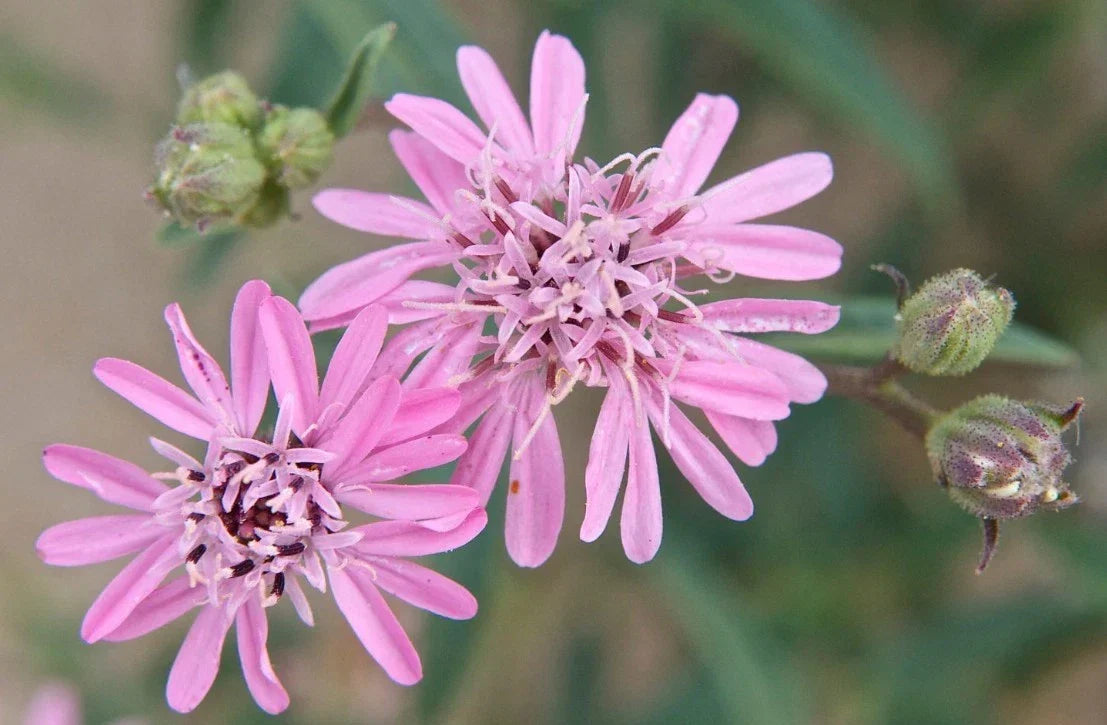 50+ Organic OTHAKE Seeds, Sand Palafoxia, Yellow Flowers, Palafoxia sphacelata, USA Grown, Non-GMO, Drought Tolerant