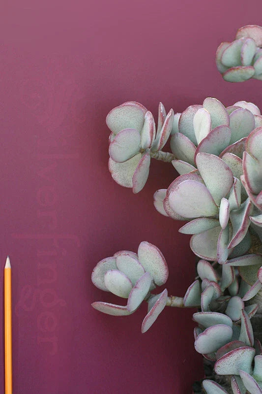 Crassula Arborescens Succulent Silver Dollar Plant - 4-Inch Pot - Drought Tolerant, Indoor/Outdoor Decor, Easy Care