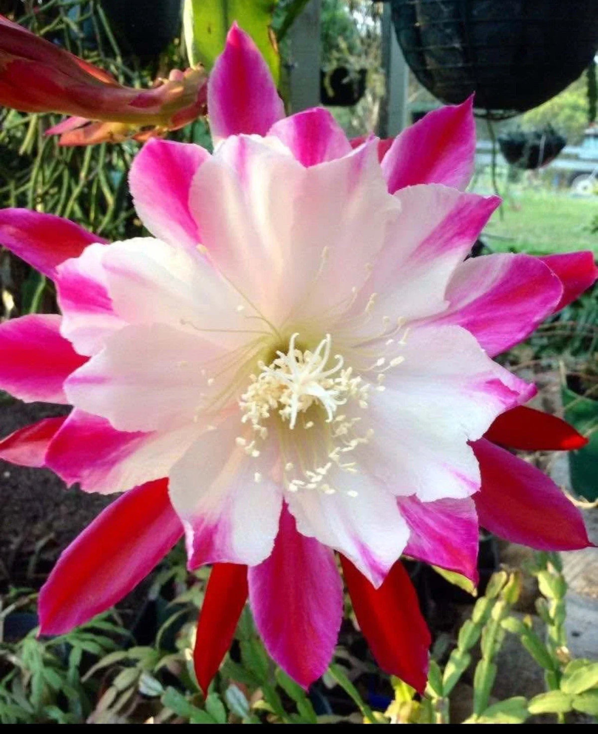 Epiphyllum Orchid Cuttings Starter Plant - Rooted Epiphyllum spp. - Vibrant Blooms for Indoor/Outdoor Gardening
