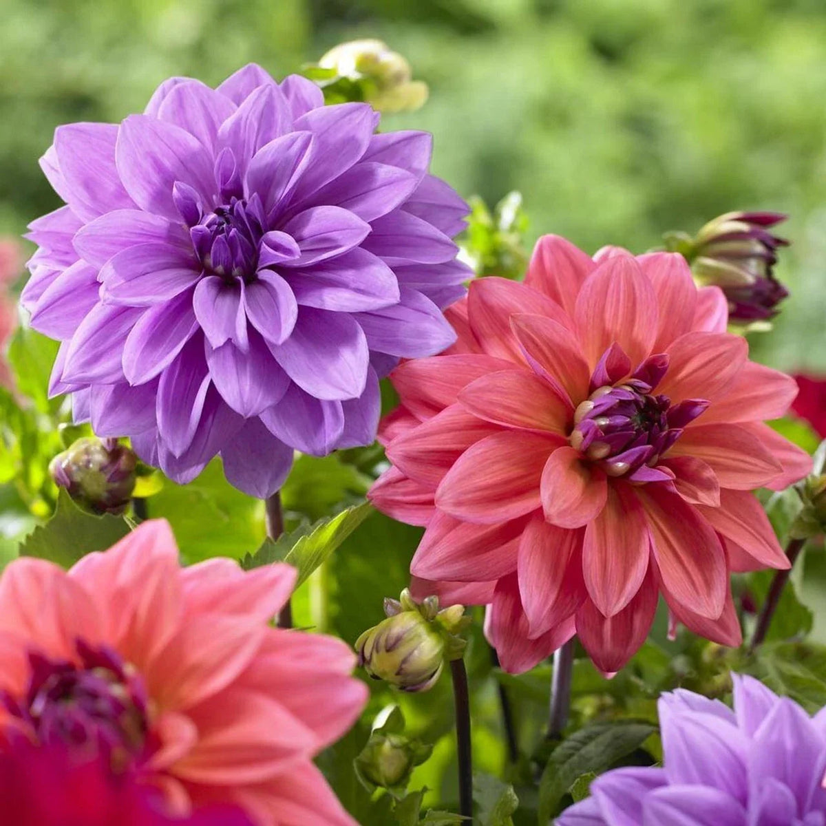 Blue Bell Dahlia Seeds - 25 Perennial Flower Seeds - Vibrant Blue Blooms - Dahlia pinnata - US Seller