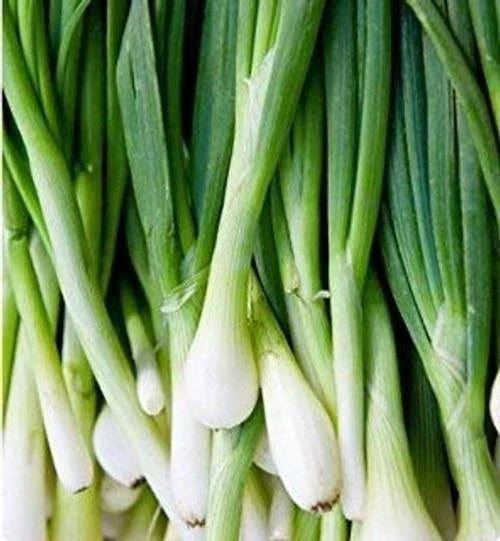 Green Tokyo Bunching Onion Seeds | 150+ Heirloom Seeds | Allium fistulosum | Fast-Growing Culinary Onions