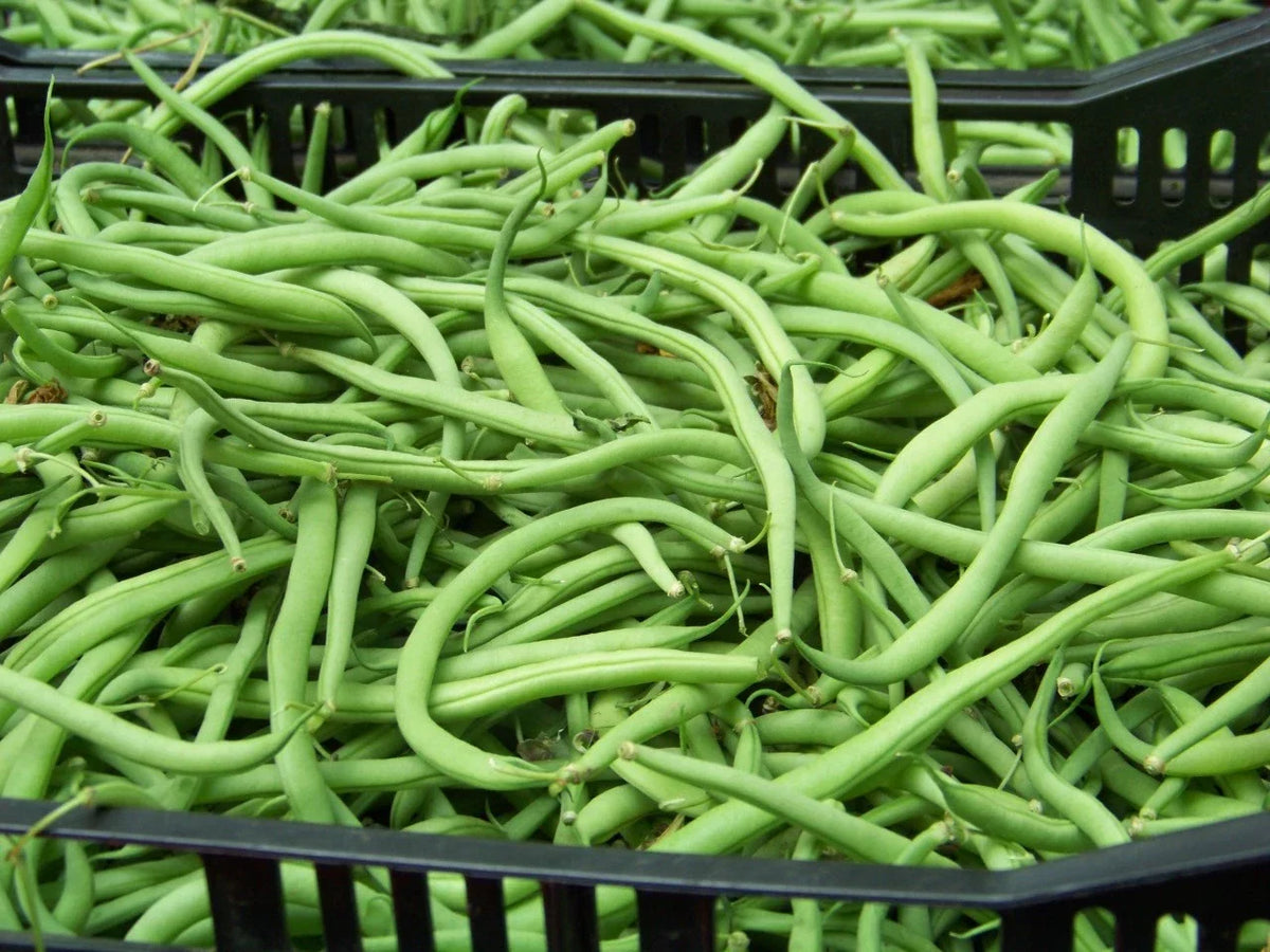 Blue Lake Bush Bean Seeds - 20 Count - Phaseolus vulgaris - Non-GMO, Fast-Growing, Ideal for Home Gardens & Containers