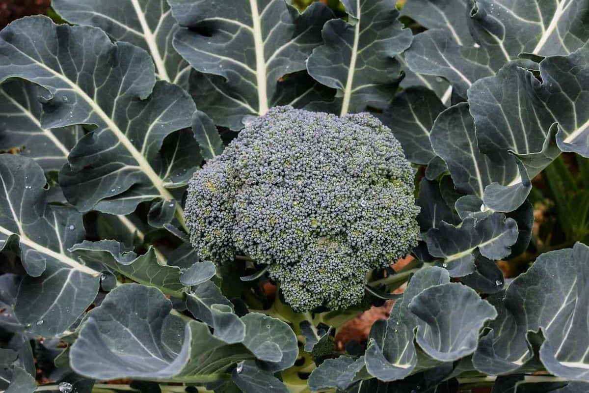 Broccoli Seeds 500 Pack Hancock Variety Brassica oleracea Ideal for Fall Winter Harvest Gardening
