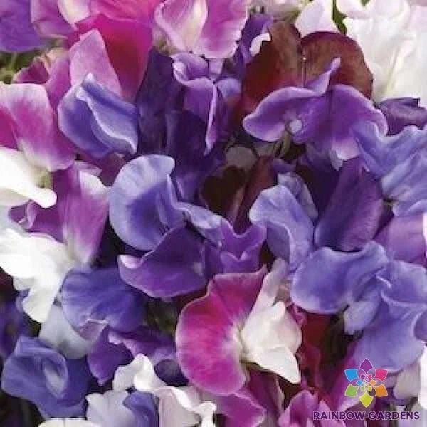 Sweet Pea Seeds - 50+ Count Melody Mix - Lathyrus odoratus - Vibrant Colors for Garden Planting - USA Grown