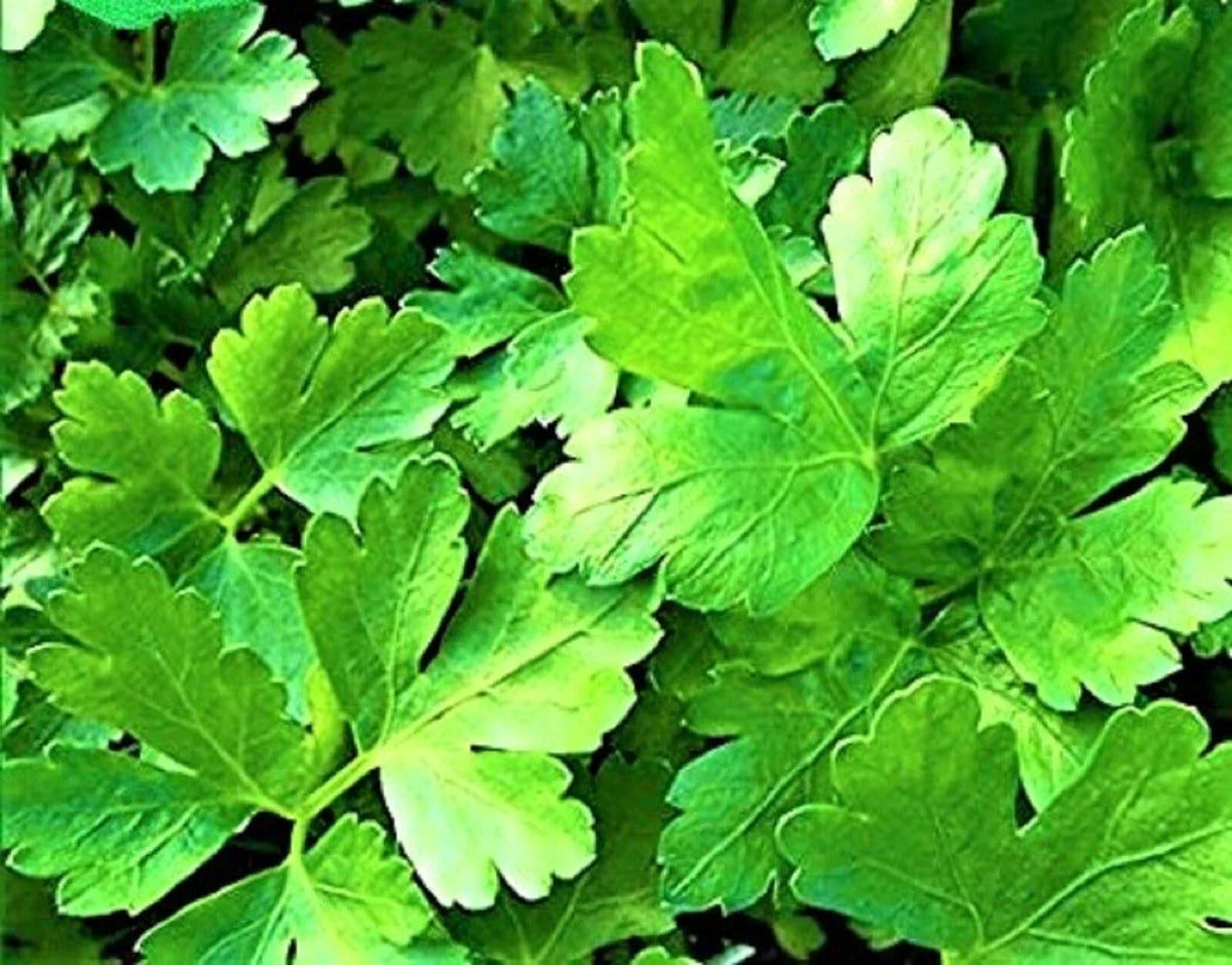 Italian Parsley Seeds 300+ Non-GMO Organic Herb Seeds Petroselinum crispum for Culinary Use