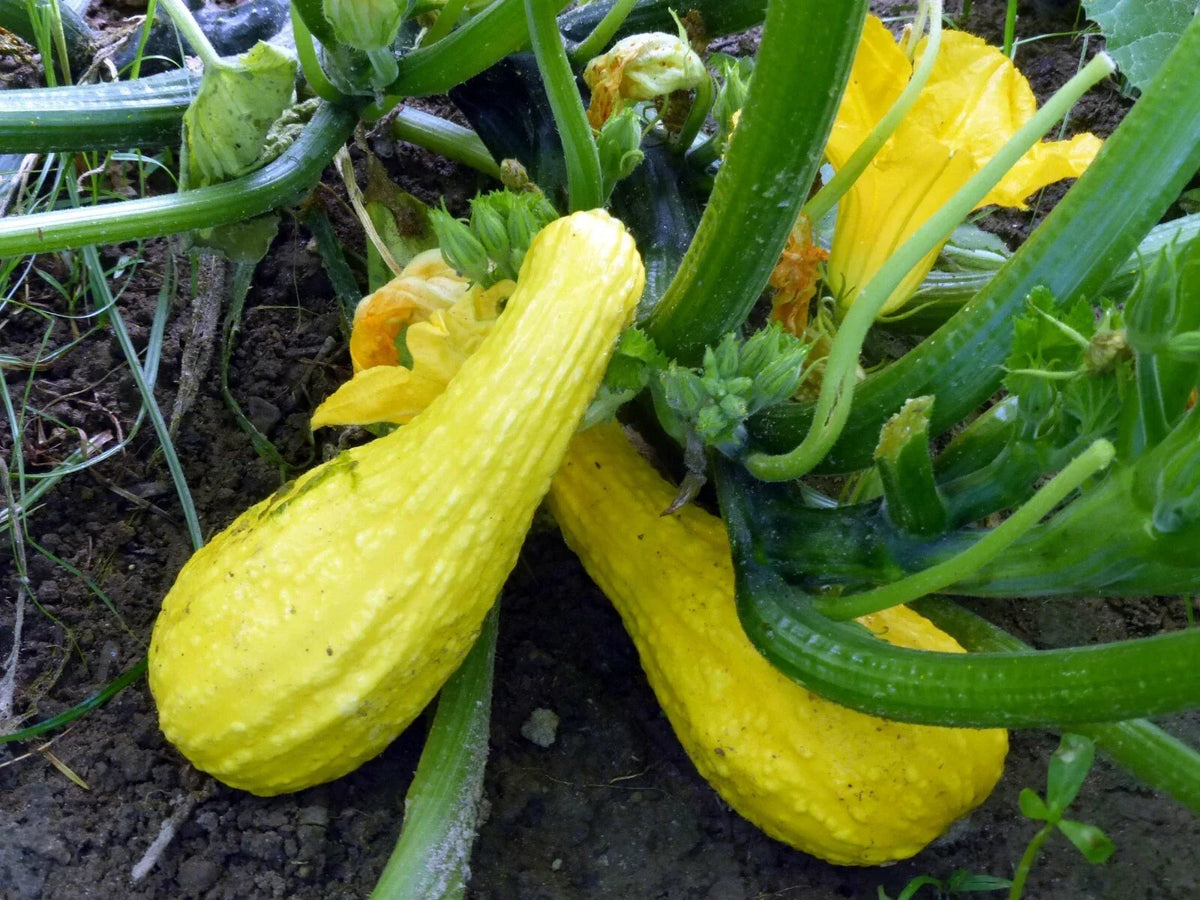 Yellow Crookneck Squash Seeds 1/4 LB Heirloom NON-GMO Cucurbita pepo for Home Gardening and Fresh Produce