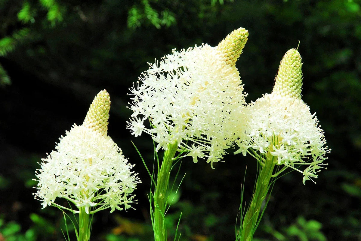 Bear Grass Seeds - 50 Pack - Xerophyllum tenax - Exotic Flowering Perennial - Drought-Resistant Garden Plant