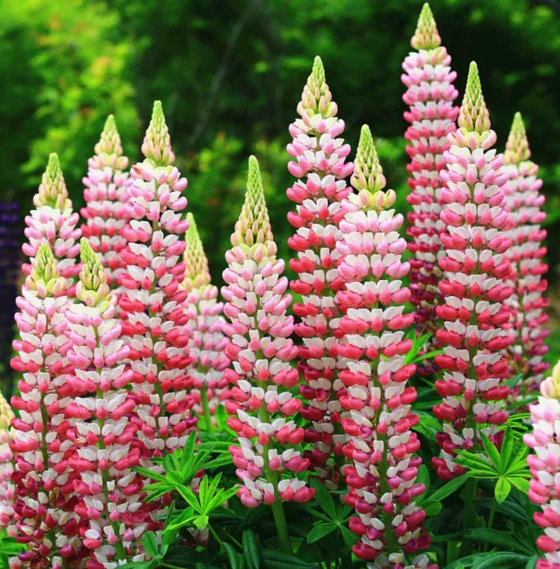 Russell Lupine Seeds, 20 Non-GMO Apricot Seeds, Hummingbird Attracting Perennial, Lupinus polyphyllus 'Chatelaine'