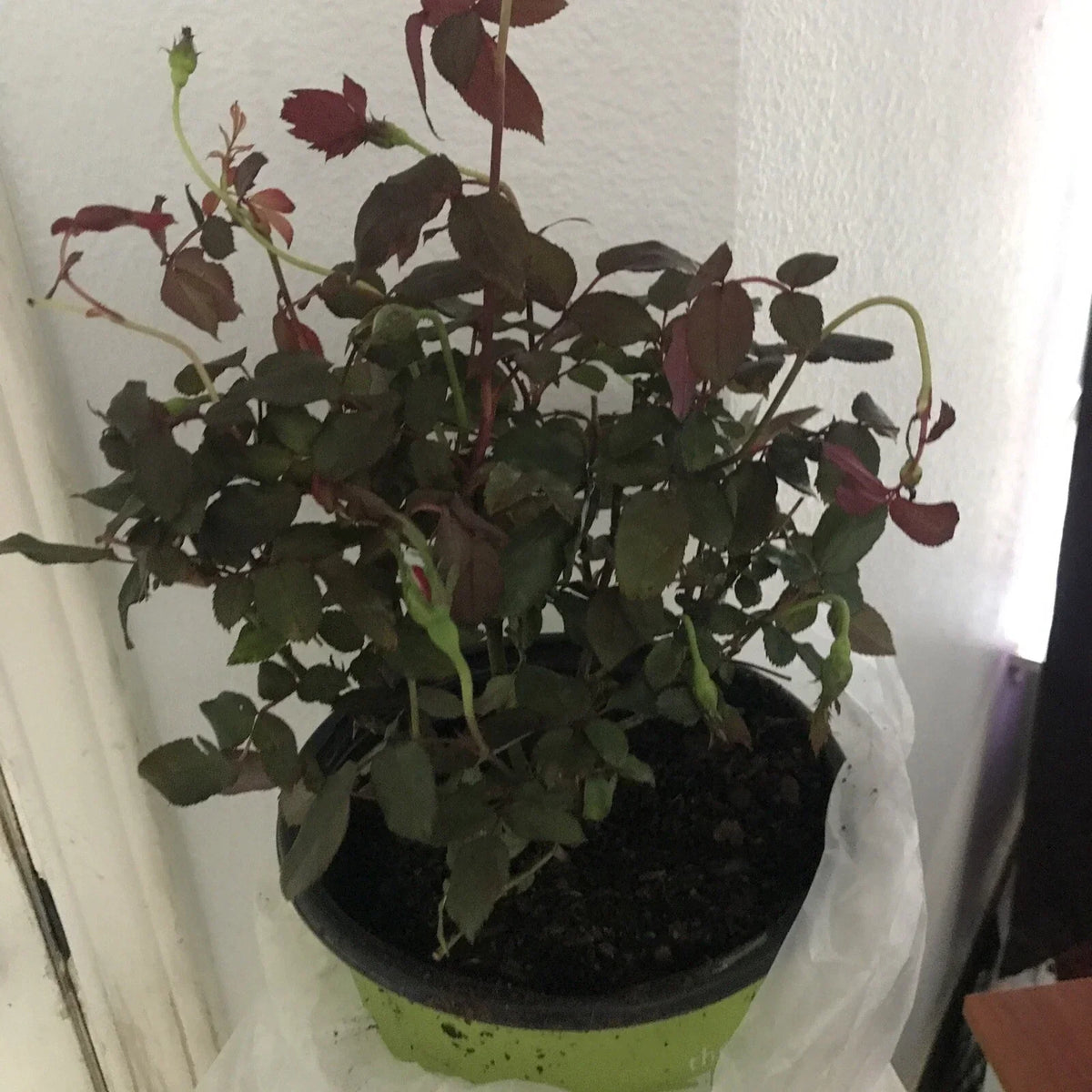 Double Red Knock Out Rose Plant 1 Gallon - Easy Care, Full Sun, Rosa 'Radrazz' - Vibrant Blooms for Gardens and Containers