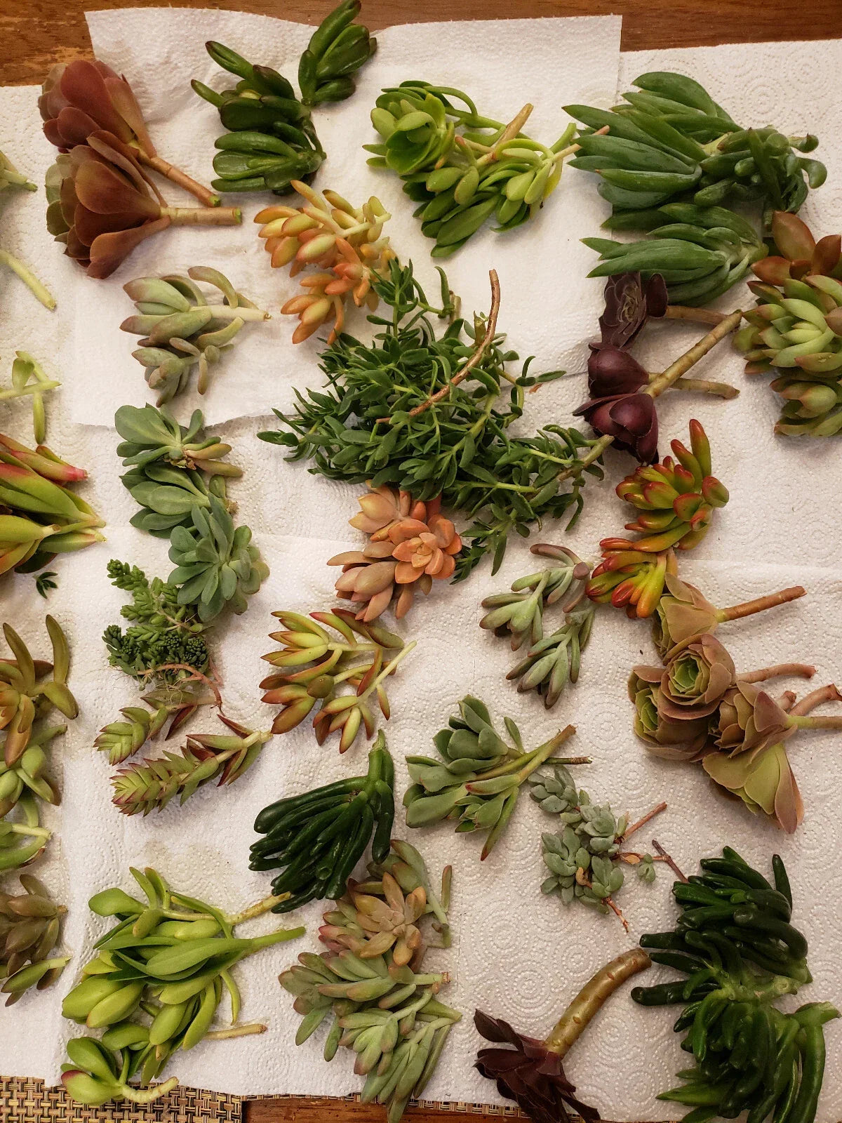 X-Large Succulent Cuttings Set - 60 Pieces, 45 Varieties, 5 Rare Types - Various (Echeveria, Sedum, Crassula)