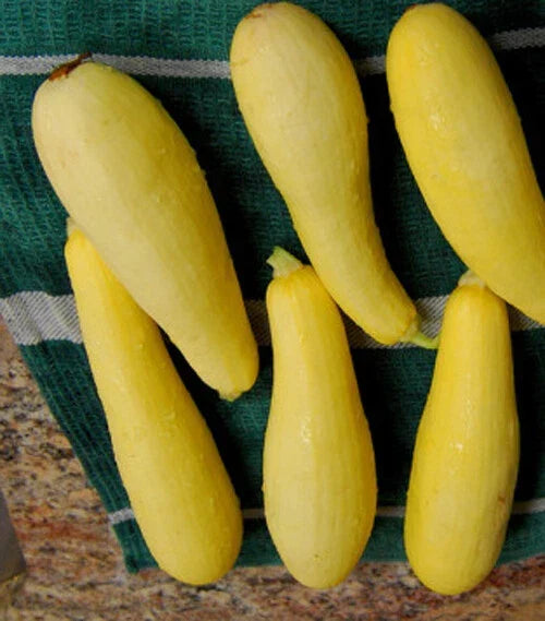 Prolific Straightneck Summer Squash Seeds - Yellow Zucchini - 20+ Non-GMO Seeds - Cucurbita pepo for Home Gardens