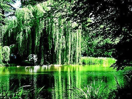 8 Weeping Willow Tree Cuttings - Golden Weeping - Salix babylonica - Beautiful Arching Canopy for Garden Propagation
