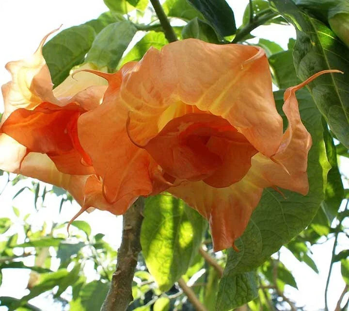 Magic Moment Angel Trumpet Seeds - 10 Pack - Brugmansia Datura - USA Grown - Fragrant Trumpet Flowers for Garden