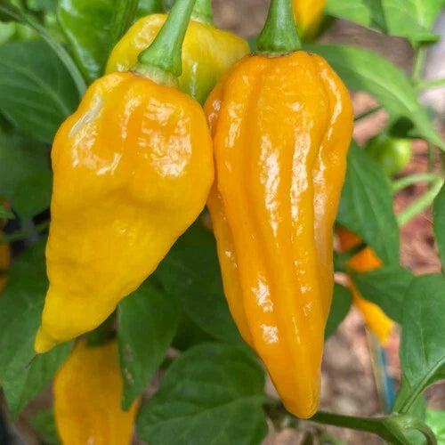 Fatalii Pepper Seeds - Heirloom Non-GMO Spicy Variety - Capsicum chinense - 20 Seeds for Home Gardening