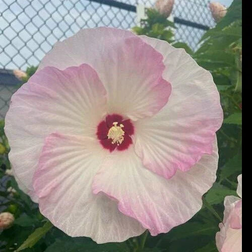 Hardy Hibiscus Seeds - Heirloom Dinner Plate - 20+ Seeds - Hibiscus moscheutos - Vibrant Flowers for Tropical Gardens