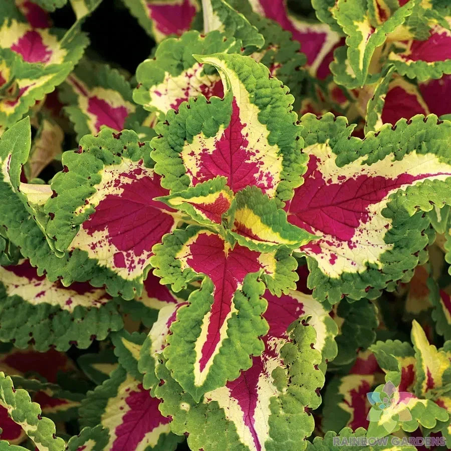 Coleus Seeds - 25+ Wizard Rose Variety - Solenostemon scutellarioides - Colorful Foliage for Garden Planting - Non-GMO