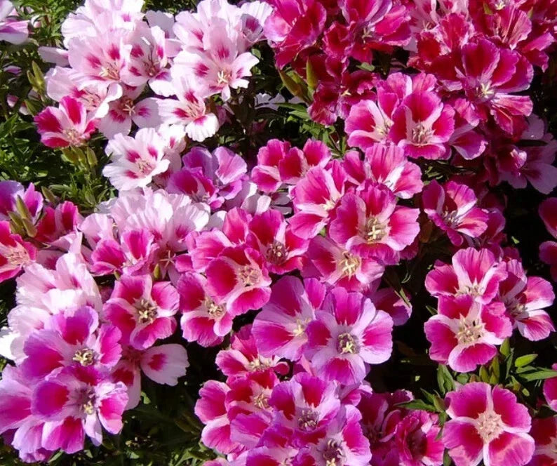 Godetia Seeds 500 Pack Pink and White Mix Organic Clarkia amoena USA Garden Flowers