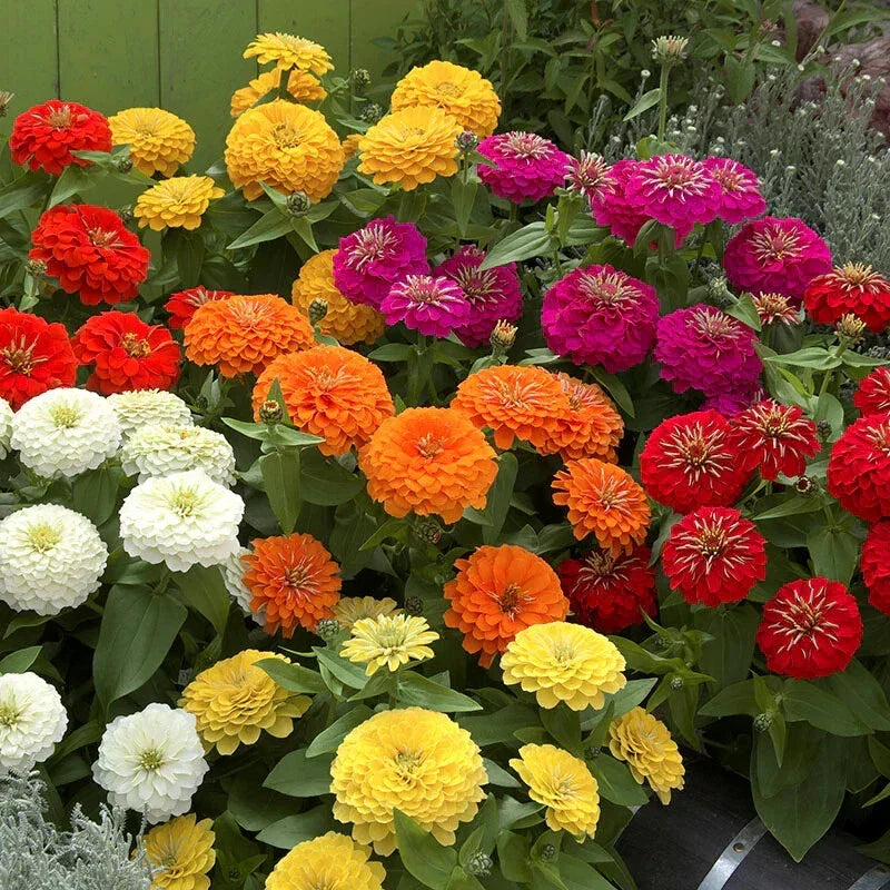 Zinnia Seeds Mix 100+ Pack Preciosa Colorful Blend Zinnia elegans for Garden Planting