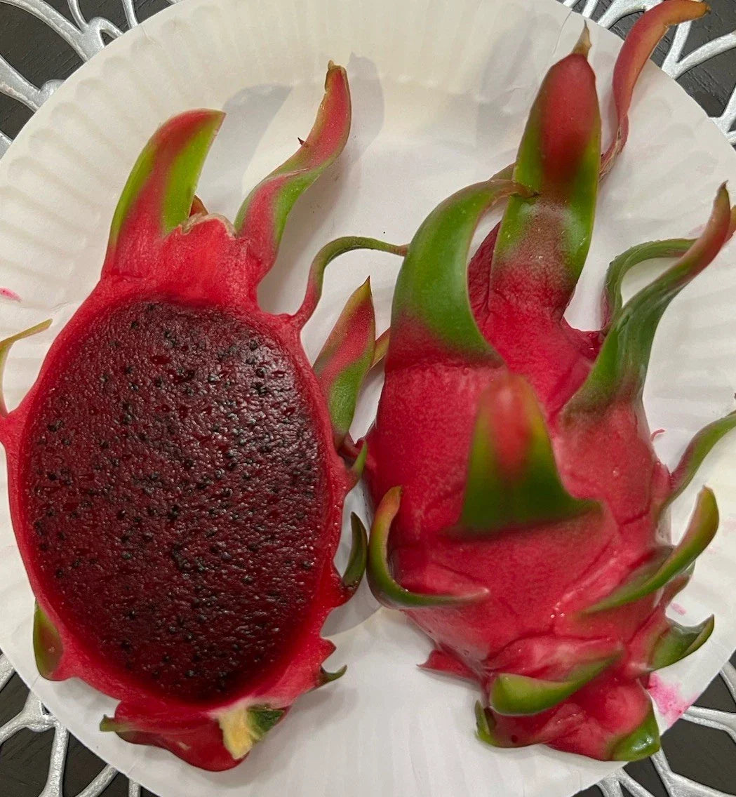 Dragon Fruit Cuttings 8-12 Inches Thornless "Sin Espinas" Hylocereus undatus - Easy Care Cactus for Home Gardens
