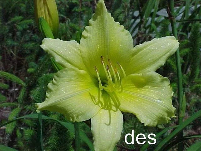 Daylilies Live Plants - 2 Pack - Big Time Happy Yellow Reblooming - Hemerocallis 'Big Time Happy' - Perennial Garden Flowers