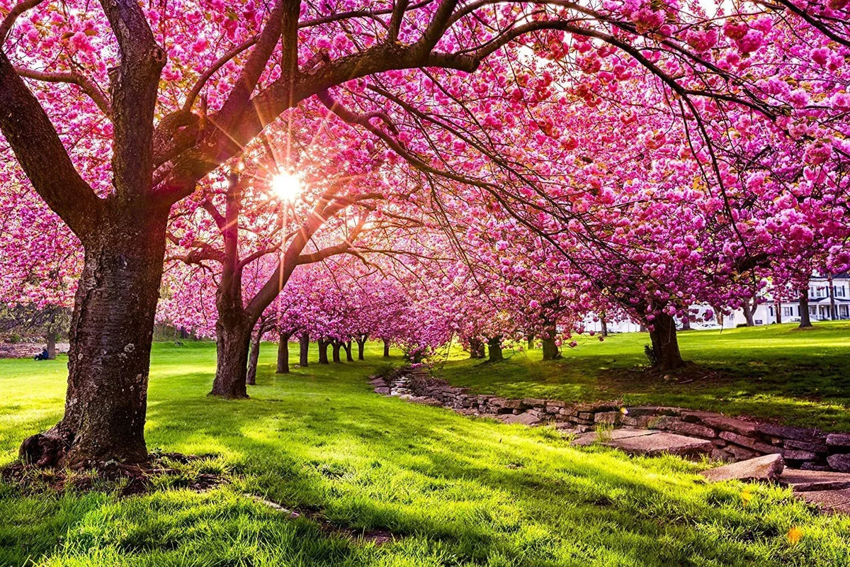 Japanese Flowering Cherry Blossom Seeds - 25 Pack - Prunus serrulata - Ornamental Garden Planting