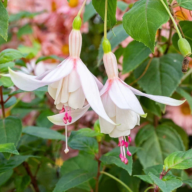 Fuchsia Live Plant 5-12" Pink Purple Flowers Fuchsia 'Annabelle' No Pot, Hardy Trailing Variety for Hanging Baskets